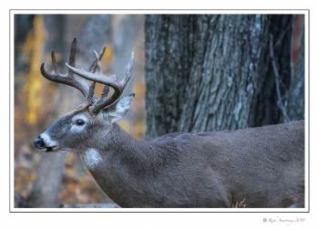 White-tailed buck 9pt 1.jpg